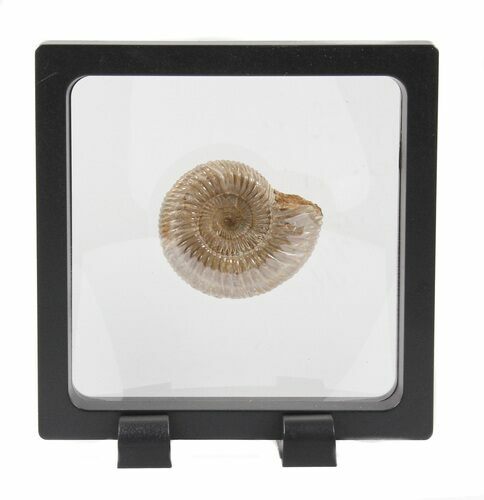 Perisphinctes Ammonite Fossil In Display Case #40015